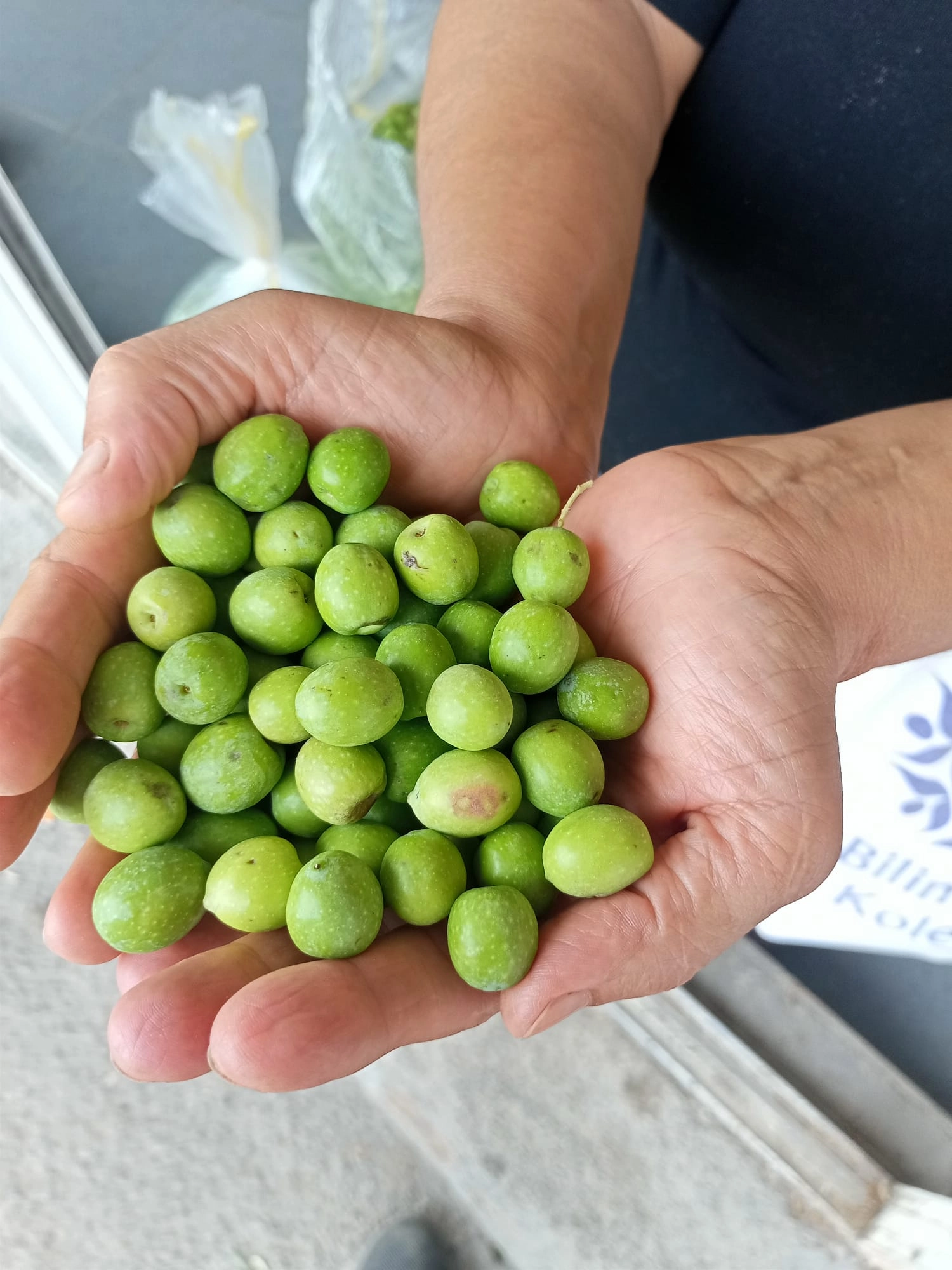 Hatay Kırma Topak Yeşil Zeytin